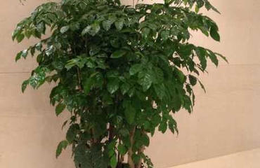 绿意盎然，高效办公 南昌写字楼鲜花绿植租赁指南