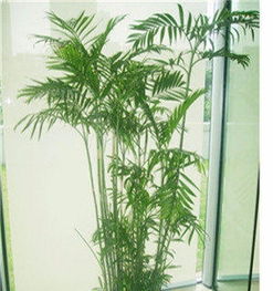 宁波绿植租赁 打造绿色空间，提升生活与办公品质