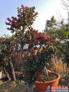 三里河花卉绿植盛宴 多肉、年宵花、果树苗齐聚，促销与租借服务同步开启