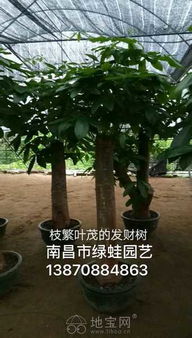 南昌专业花卉绿植租赁 打造灵动办公与生活空间