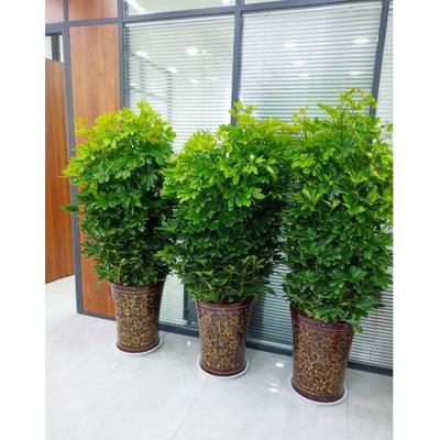 佳之美花卉 专业室内绿植租摆，打造企业生机与活力的绿色解决方案