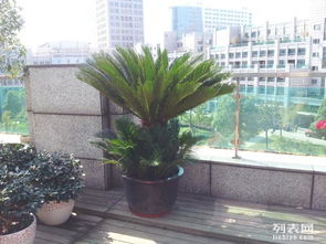 专业室内绿植租花服务 为办公室写字楼打造高效生态绿化解决方案