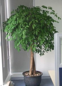 天心区绿植花卉租摆服务专家——长沙久绿园艺，全方位美化您的空间