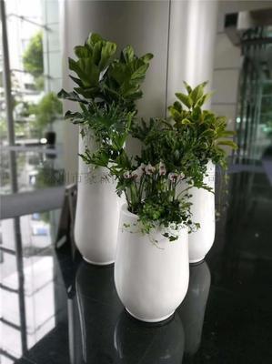 绿色生活新选择 专业花草绿植租赁与批发零售服务