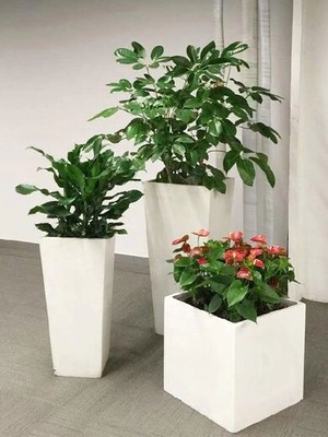 北京办公室花卉租摆指南 朝阳区京广桥绿植租赁全攻略