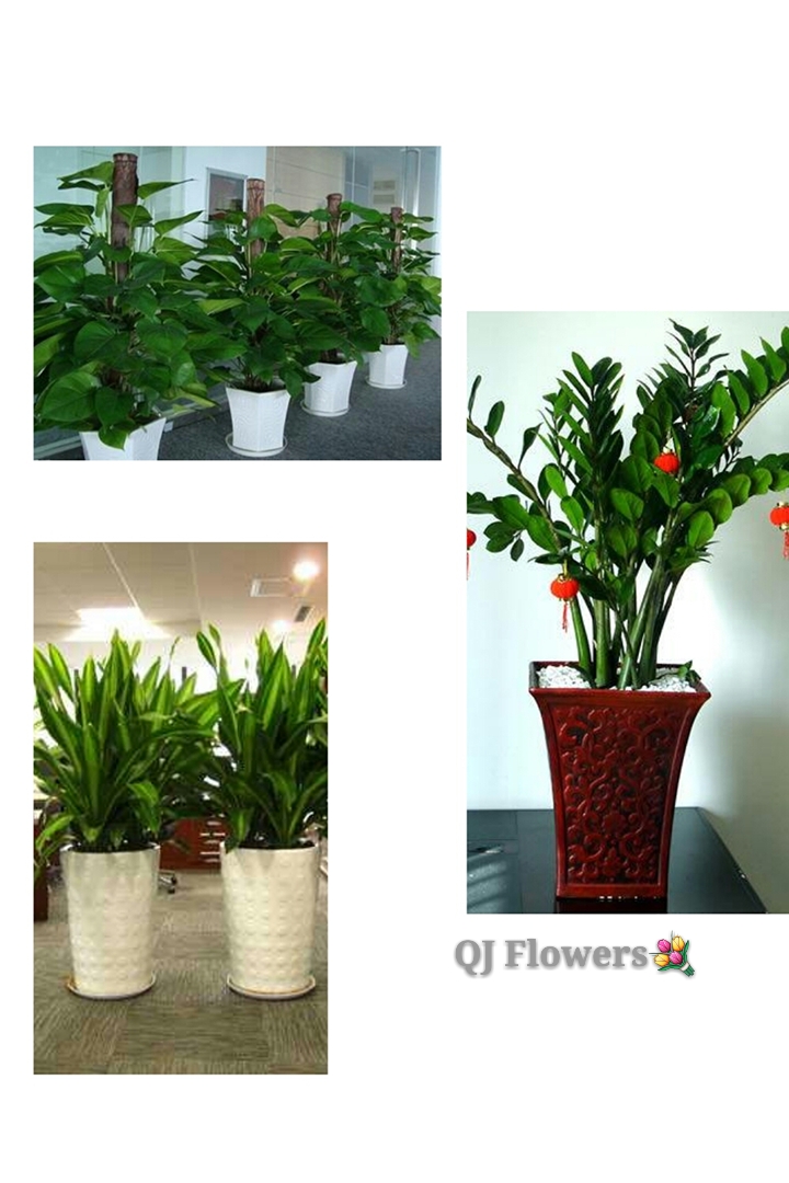 太原绿植花卉销售租赁 打造酒店与办公室的绿色空间