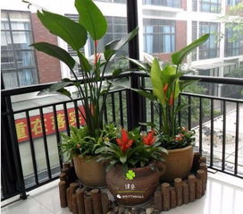 上海绿植租摆 打造城市中的自然绿洲