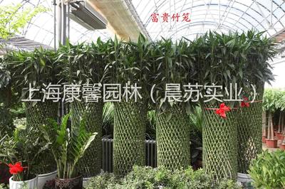 花卉绿植租借 在线删除服务指南与注意事项