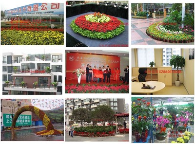 成都花卉植物租赁产业现状与发展趋势 以绿植出租基地助推区域生态文明