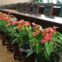 鲜活绿意“矩”阵 沙坪坝、渝北与璧山城市景观的美学生态协同